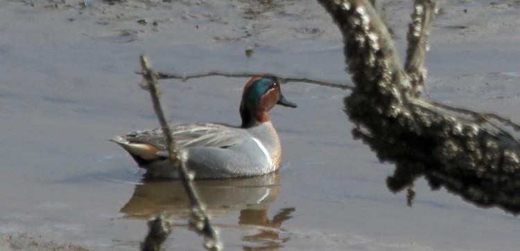 Green-winged Teal